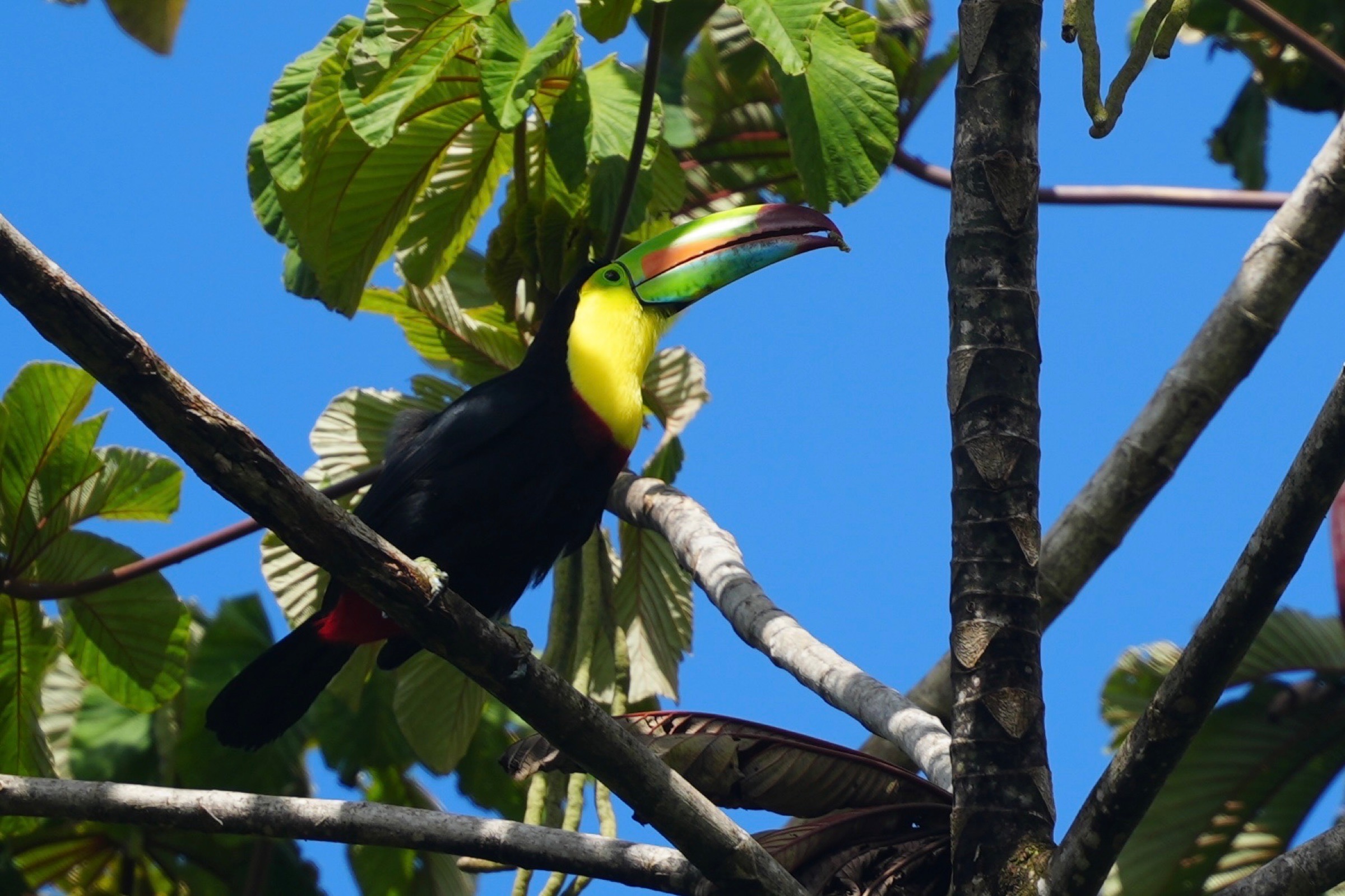 A keel-billed toucan perched among tropical leaves beneath a clear blue sky